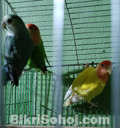 New adult love bird khacha soho